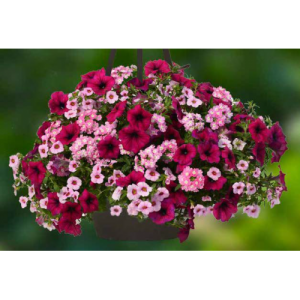 flower basket with light and dark pink flowers